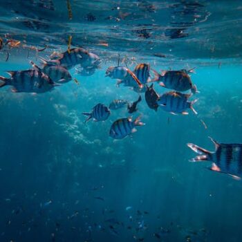 SeaWorld Implements Enhanced Health and Safety Measures to Protect Guests and Employees During the COVID-19 Pandemic