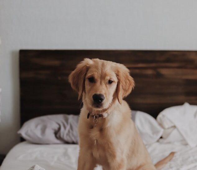 How to Help Your Pet Adjust After a Move